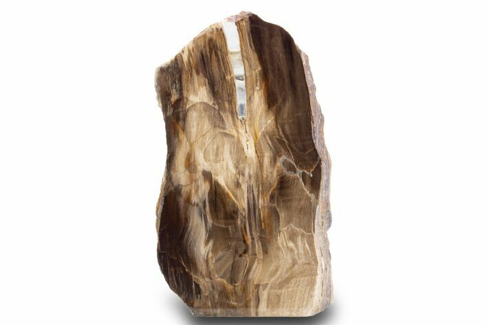 Polished, Petrified Wood (Metasequoia) Stand Up - Oregon #302957